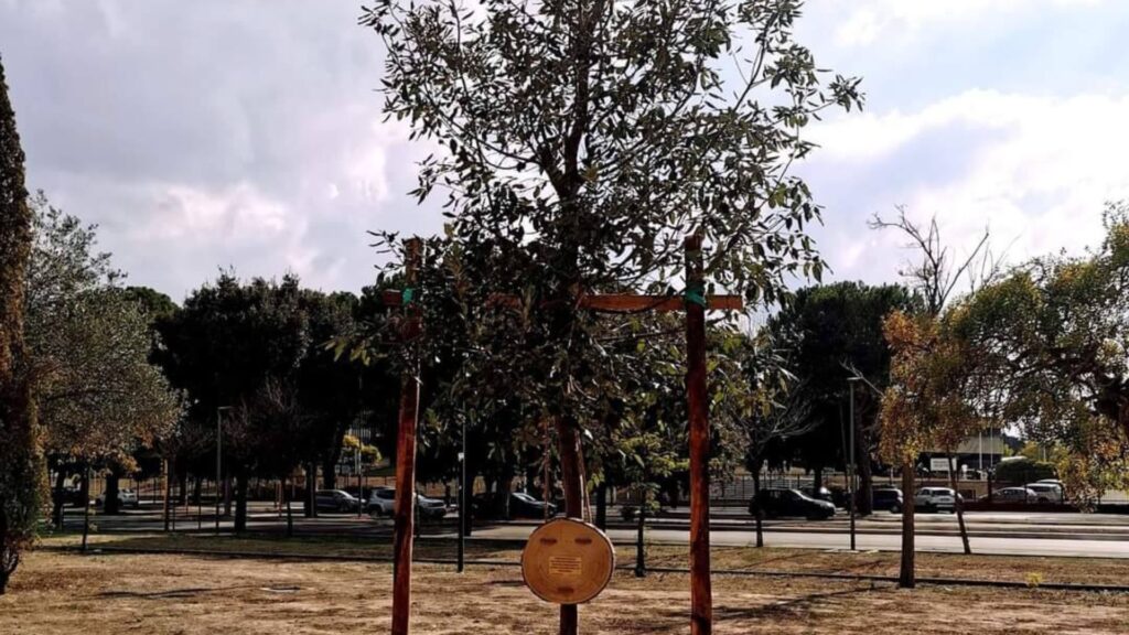 Quercia Samuel Foggia