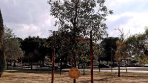 Quercia Samuel Foggia